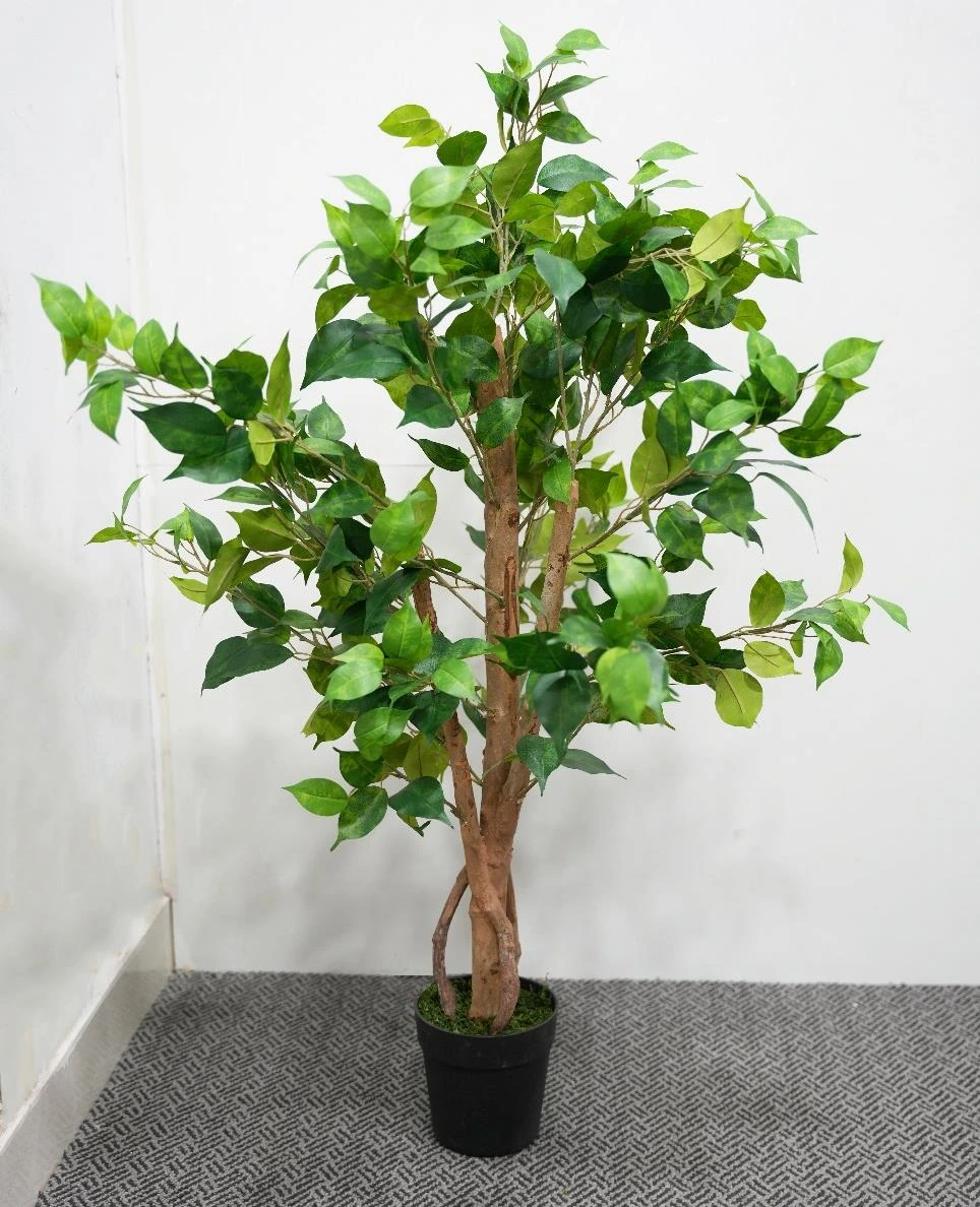 Ficus Tree Size : 120cm